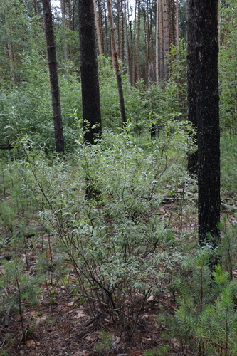 Image of Salix rosmarinifolia by no rights reserved