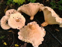 Lactarius pubescens image