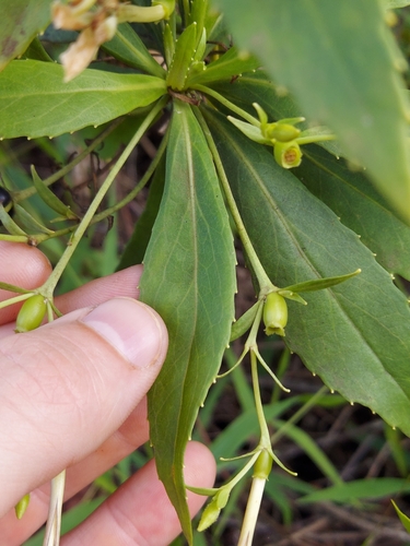 Image of Scaevola chamissoniana by no rights reserved