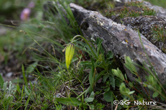 Lilium lophophorum