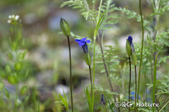 Gentianopsis paludosa