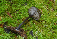 Arrhenia epichysium image