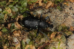 Otiorhynchus gemmatus