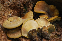 Tapinella atrotomentosa image