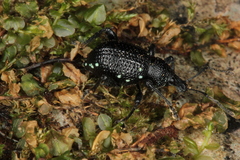 Otiorhynchus gemmatus