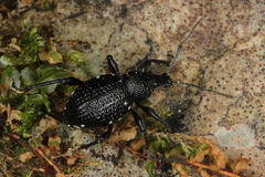 Otiorhynchus gemmatus