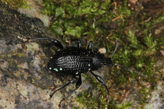 Otiorhynchus gemmatus