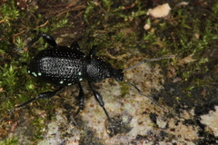 Otiorhynchus gemmatus