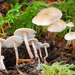 Conifercone Cap - Photo (c) Christian Schwarz, some rights reserved (CC BY-NC), uploaded by Christian Schwarz