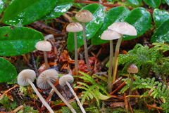 Mycena clavicularis image