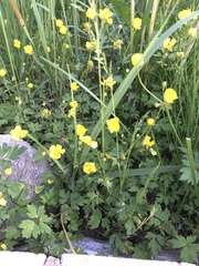 Ranunculus repens