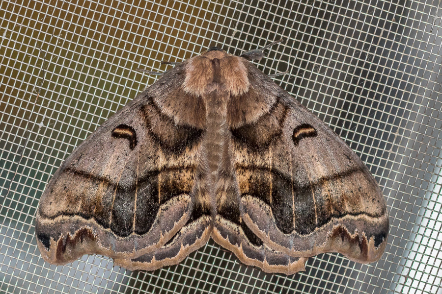Arsenurinae image