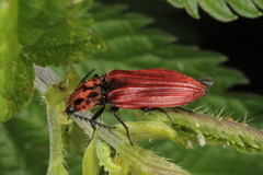 Anostirus purpureus
