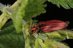 Anostirus purpureus