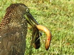 Ophisternon aenigmaticum