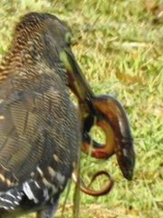 Ophisternon aenigmaticum