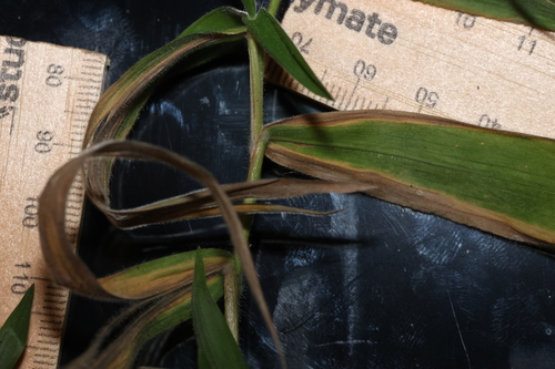 Image of Dichanthelium scoparium by (c) Greg Tasney, some rights reserved (CC BY-SA)