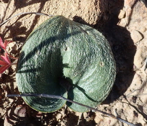 Hairyheart Woolseed (Eriospermum pubescens)