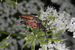 Anastrangalia dubia