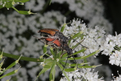 Anastrangalia dubia