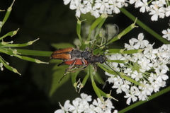 Anastrangalia dubia