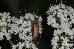 Anastrangalia dubia
