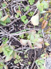 Adromischus caryophyllaceus