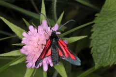 Zygaena osterodensis