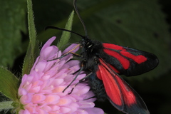 Zygaena osterodensis