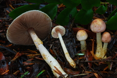 Agaricus diminutivus image