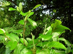 Piper tuberculatum