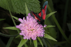 Zygaena osterodensis