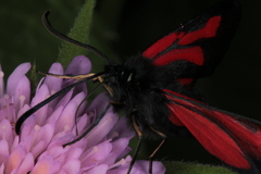 Zygaena osterodensis