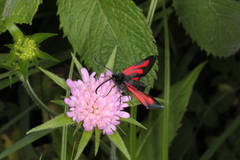 Zygaena osterodensis