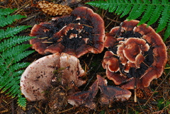 Hydnellum peckii image