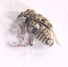 Neltumius arizonensis