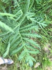 Tanacetum vulgare