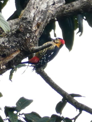 Dendrocopos darjellensis