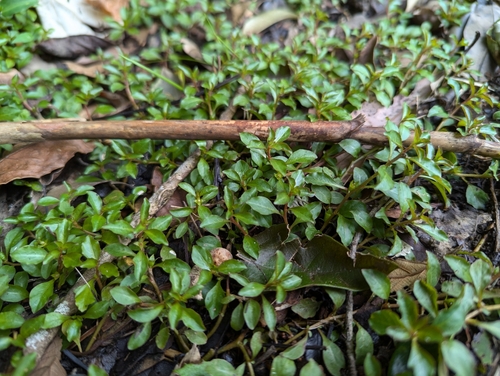 Ludwigia ovalis iNat (3)