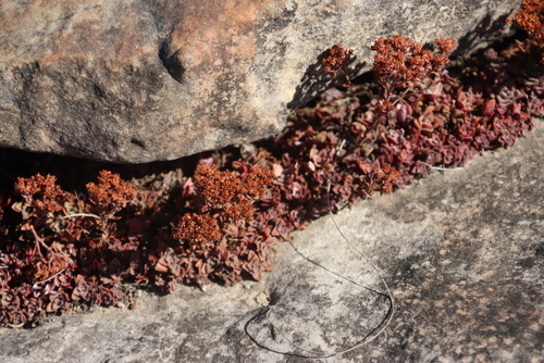 Crassula setulosa