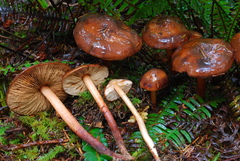 Phaeocollybia redheadii image