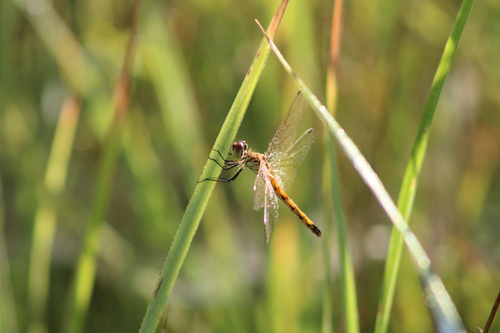 Spotted Darter photo 3