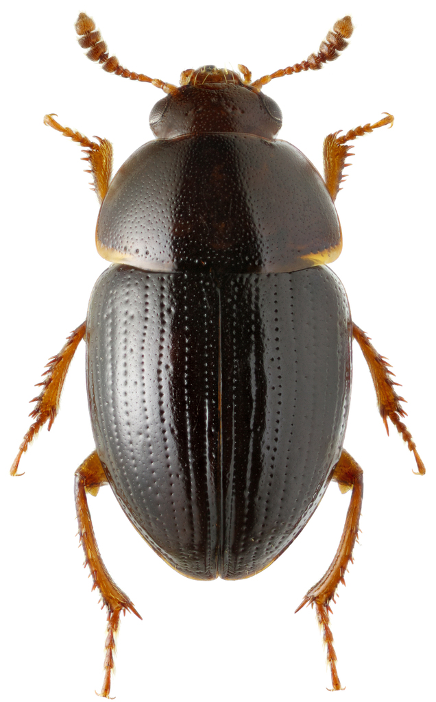 Leiodes picea