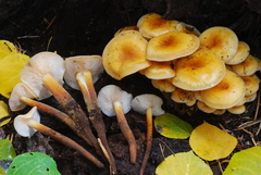 Flammulina populicola image