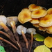 Flammulina populicola - Photo (c) Christian Schwarz,  זכויות יוצרים חלקיות (CC BY-NC), הועלה על ידי Christian Schwarz