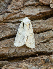 Acronicta lobeliae