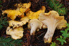 Cantharellus cascadensis image