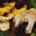 Cantharellus cascadensis - Photo (c) Christian Schwarz,  זכויות יוצרים חלקיות (CC BY-NC), הועלה על ידי Christian Schwarz