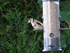Carduelis carduelis