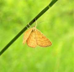 Idaea serpentata